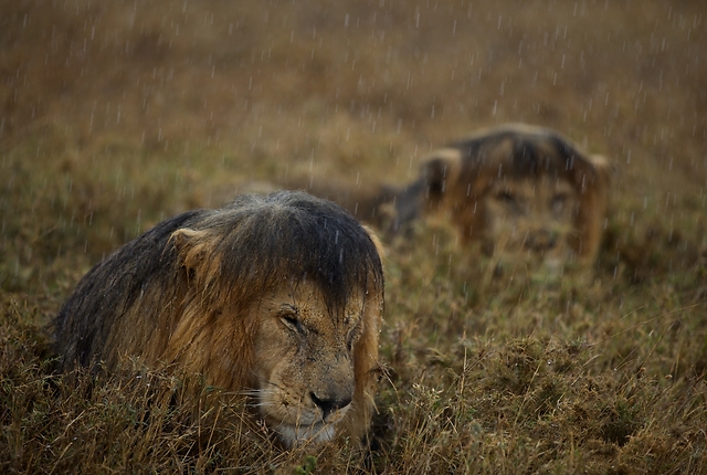  (צילום: Michael Nichols, National Geographic (USA)- Wildlife Photographer of the Year 2013)