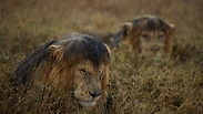 צילום: Michael Nichols, National Geographic (USA)- Wildlife Photographer of the Year 2013