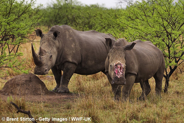 © Brent Stirton / Getty Images / WWF-UK
