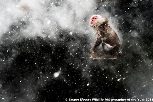 © Jasper Doest/ Wildlife Photographer of the Year 2013