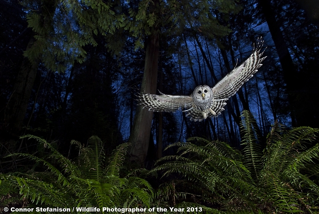 © Connor Stefanison/ Wildlife Photographer of the Year 2013
