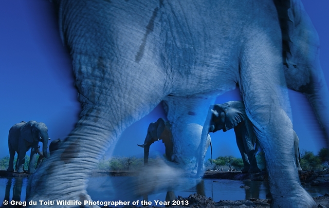 © Greg du Toit/ Wildlife Photographer of the Year 2013