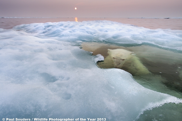© Paul Souders/ Wildlife Photographer of the Year 2013