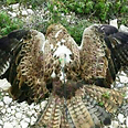 Alleged Israeli spy-eagle