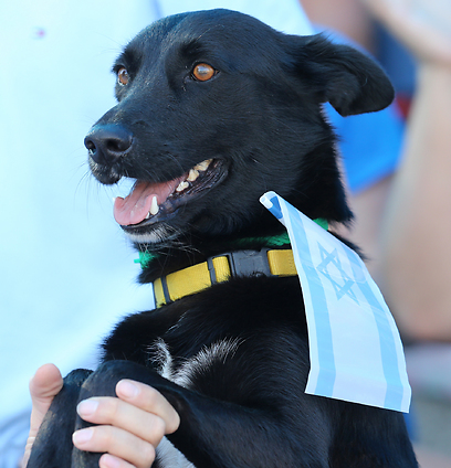 בין 2,500 הצופים היה גם כלב כחול-לבן (וגם שחור) (צילום: אורן אהרוני) (צילום: אורן אהרוני)