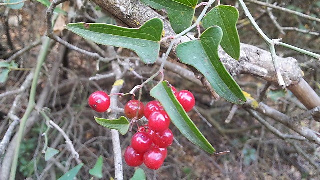 אדומים ומפתים: פירותיה (האסורים למאכל) של הקיסוסית הקוצנית (צילום: זיו ריינשטיין) (צילום: זיו ריינשטיין)