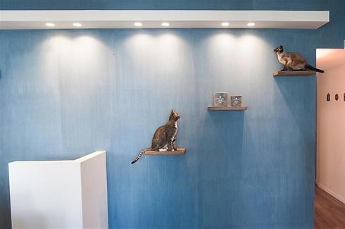 המדפים על הקיר הראשי מהווים מקום משחק ורביצה לחתולי הבית (צילום: אביבית וויסמן) (צילום: אביבית וויסמן)