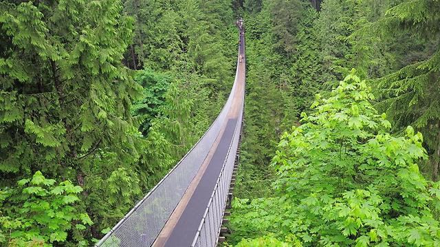 מהגשרים התלויים הארוכים והגבוהים שיש. גשר קפילנו בקנדה (צילום: Shutterstock) (צילום: Shutterstock)