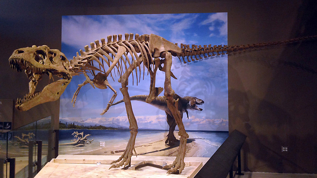 שחזור המאובן של הדינוזאור שהתגלה (צילום: AP) (צילום: AP)