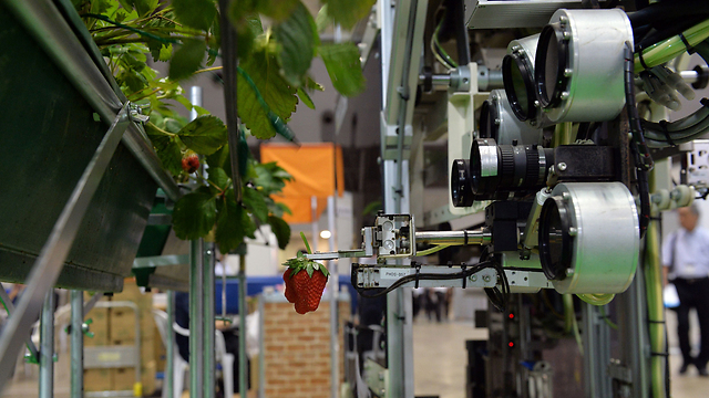 רובוט לקטיפת תותים מהתערוכה החקלאית (צילום: AFP) (צילום: AFP)