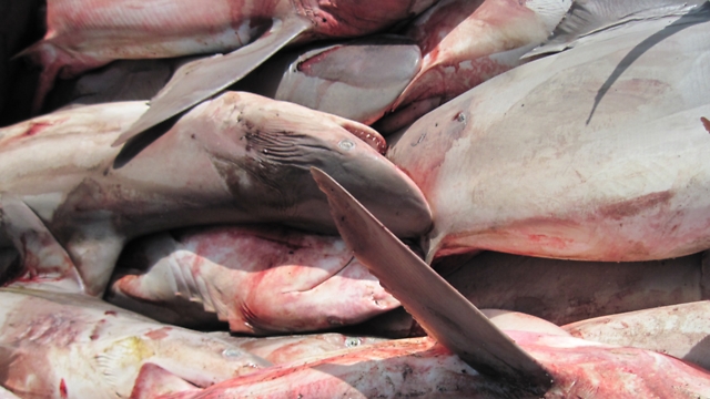 25 כרישי סנפירתן שניצודו לפני שנתיים בניגוד לחוק בדרום. צילום ארכיון (צילום: עדי ברש) (צילום: עדי ברש)