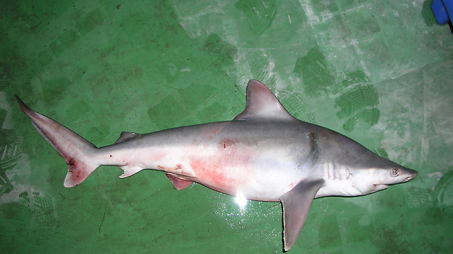 כריש סנפירתן שנידוג באופן לא חוקי (צילומי ארכיון) (צילום: עדי ברש) (צילום: עדי ברש)