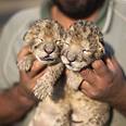 The newborn cubs
