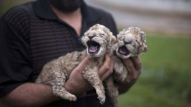 נולדו לפני שבוע. פאג'ר וסיג'יל (צילום: AFP) (צילום: AFP)