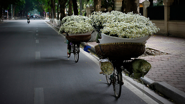 שתי נשים בהאנוי, בירת וייטנאם, נושאות על אופניהן חרציות למכירה (צילום: AP) (צילום: AP)