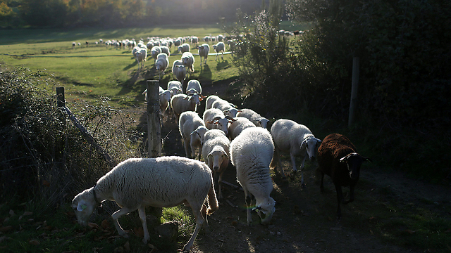 עדר כבשים עובר בשער מחוץ לעיר ברגנסה שבצפון פורטוגל (צילום: AP) (צילום: AP)