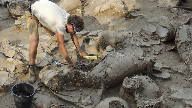 חוקרי ארכיאולוגיה באתר בתל כברי. מעריכים שיש עוד כדים באתר (צילום: AP) (צילום: AP)