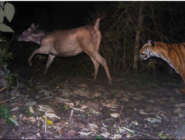  (צילום: Bivash Pandav / BBC Wildlife Magazine) (צילום: Bivash Pandav / BBC Wildlife Magazine)