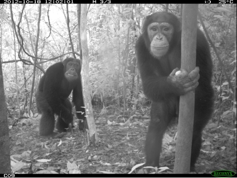 שימפנזים בסיירה ליאון באפריקה (צילום: Nicolas Tubbs / BBC Wildlife Magazine) (צילום: Nicolas Tubbs / BBC Wildlife Magazine)