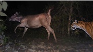 צילום: Bivash Pandav / BBC Wildlife Magazine