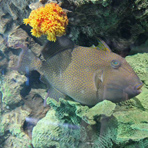 מרגישים בלב האוקיאנוס