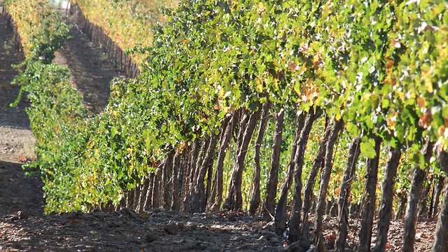 כרמי ענבים שמגדלים ביקבי רמת הגולן (צילום: רינה נגילה) (צילום: רינה נגילה)