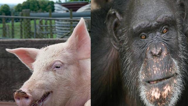 החוקר טוען כי יש סממנים דומים יותר אצל האדם שהגיעו מהחזיר (צילום: AP, Shutterstock) (צילום: AP, Shutterstock)