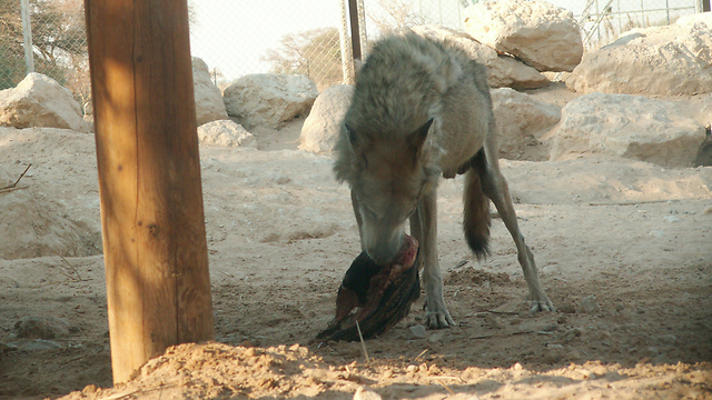 זאב בחי בר יטבתה  (צילום: רועי סמיוני) (צילום: רועי סמיוני)