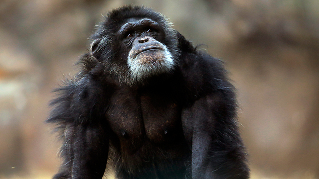 "השימפנזים הם יצורים אוטונומיים" (צילום: AP) (צילום: AP)