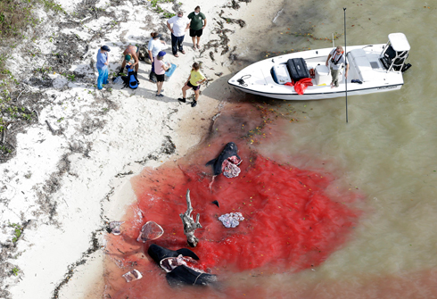 דם בחוף (צילום: AP) (צילום: AP)