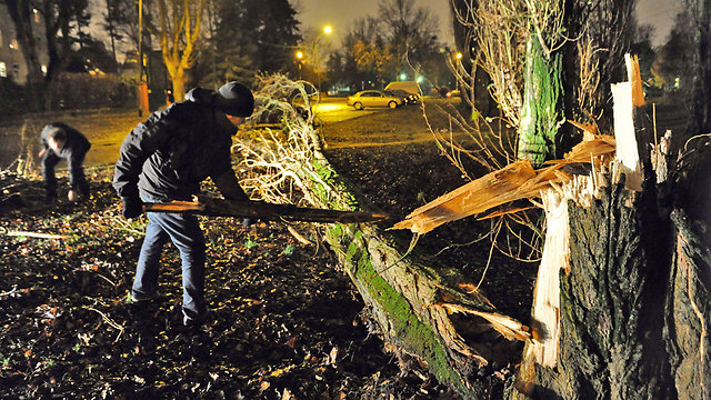 עצים קרסו בפולין (צילום: EPA) (צילום: EPA)