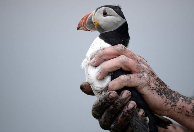 תוכי ים אטלנטי מוחזר לטבע לאחר בדיקה (צילום: REUTERS/Nigel Roddis ) (צילום: REUTERS/Nigel Roddis )