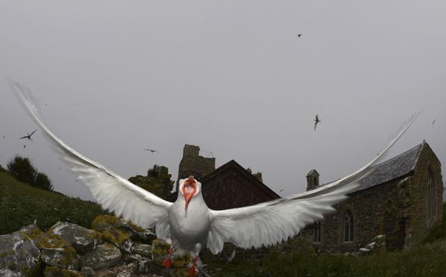 שחפית קוטב נוחתת באיי פארן (צילום: REUTERS/Nigel Roddis ) (צילום: REUTERS/Nigel Roddis )