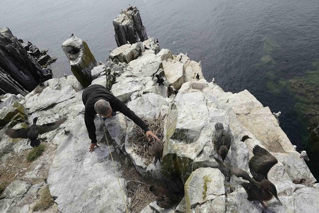 פקח תופס גוזל קורמורן ימי כדי להצמיד לו טבעת זיהוי (צילום: REUTERS/Nigel Roddis ) (צילום: REUTERS/Nigel Roddis )