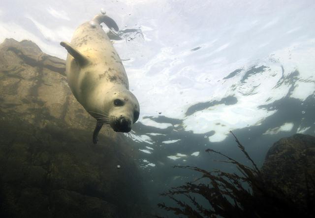 כלב ים אפור (צילום: REUTERS/Nigel Roddis ) (צילום: REUTERS/Nigel Roddis )