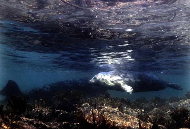 כלב ים אפור במים (צילום: REUTERS/Nigel Roddis ) (צילום: REUTERS/Nigel Roddis )