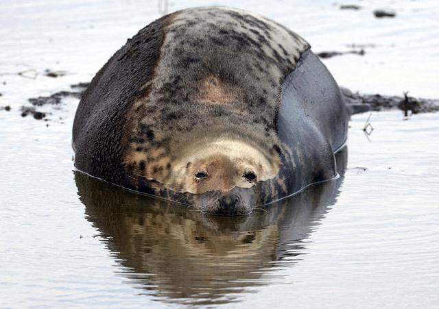 זכר כלב ים אפור נח במים הרדודים (צילום: REUTERS/Nigel Roddis ) (צילום: REUTERS/Nigel Roddis )