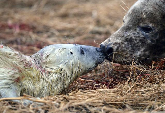 כלבת ים אפורה וגור (צילום: REUTERS/Nigel Roddis) (צילום: REUTERS/Nigel Roddis)