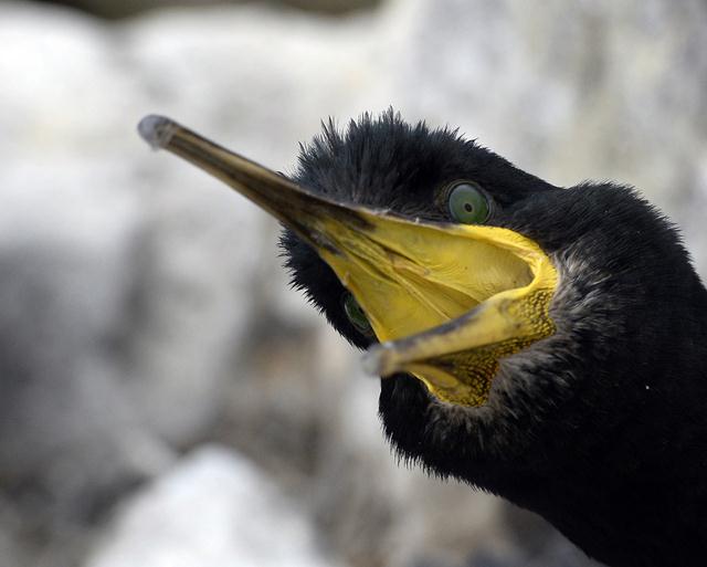 קורמורן ימי מגן על גוזליו (צילום: REUTERS/Nigel Roddis) (צילום: REUTERS/Nigel Roddis)