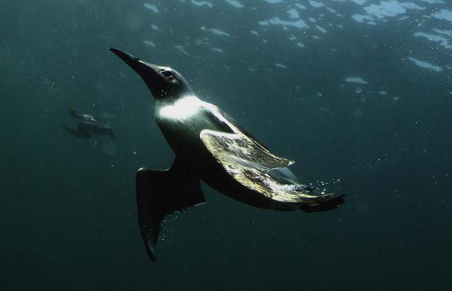 אוריה, עוף ימי שוחה מתחת למים בחיפוש אחר דגים (צילום: REUTERS/Nigel Roddis) (צילום: REUTERS/Nigel Roddis)