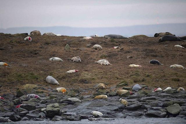 כלבי ים באי Brownsman, חלק מאיי פארן (צילום: REUTERS/Nigel Roddis) (צילום: REUTERS/Nigel Roddis)