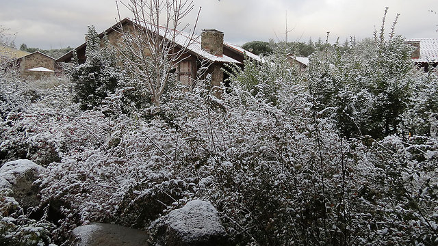 שלג במרום גולן (צילום: שפי מור) (צילום: שפי מור)