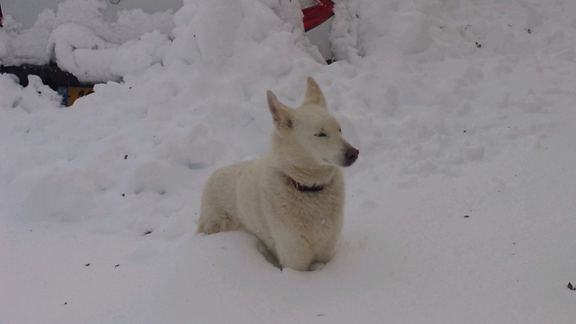הכלבה ג'ולי נהנית מהשלג במבשרת (צילום: ברק שרפלר) (צילום: ברק שרפלר)