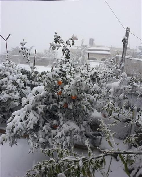 עץ תפוזים מכוסה שלג בגינה בבית ג'אן (צילום: מוניר קזמל) (צילום: מוניר קזמל)