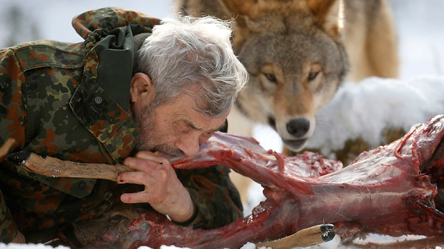 חוקר הזאבים הגרמני ורנר פרונד נושך פגר של אייל ולצדו זאב מונגולי בעיר מרציג (צילום: רויטרס) (צילום: רויטרס)