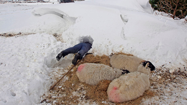 דונלד אוריילי ממחוז אנטרים שבצפון אירלנד מחפש אחר חיות שנלכדו בשלג (צילום: רויטרס) (צילום: רויטרס)