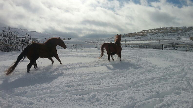 West Bank horses (Photo: Roi Sharabi)