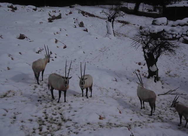 ראמים בשלג בגן החיות אשתקד (צילום: שי דורון, גן החיות התנ"כי ירושלים)