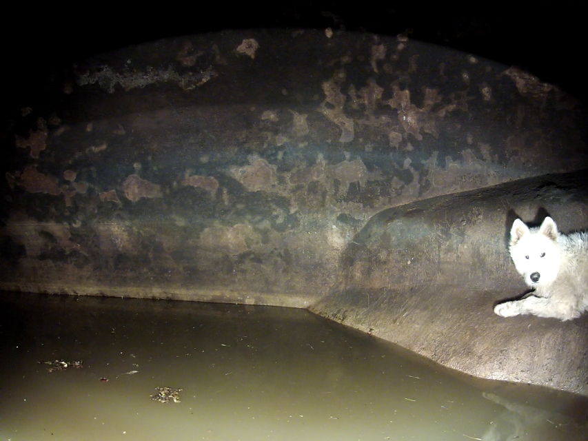 המים כבר בעומק של כחצי מטר. הכלבה מצאה מקום מפלט זמני בבור המים העתיק (צילום: כיבוי אש חדרה) (צילום: כיבוי אש חדרה)