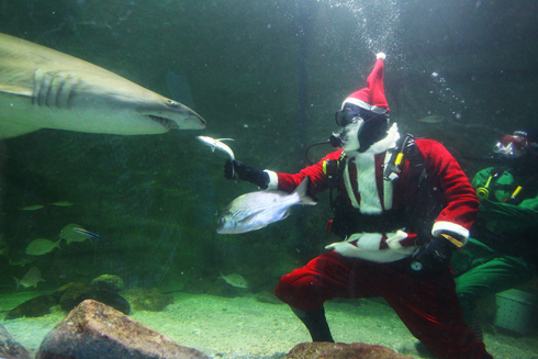 צוללן מחופש לסנטה קלאוס מאכיל כרישים בפארק המים "חיי הים" בסידני (צילום: גטי אימג'בנק) (צילום: גטי אימג'בנק)